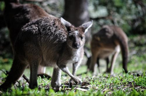 Ausztrália, a kenguruk és emuk országa